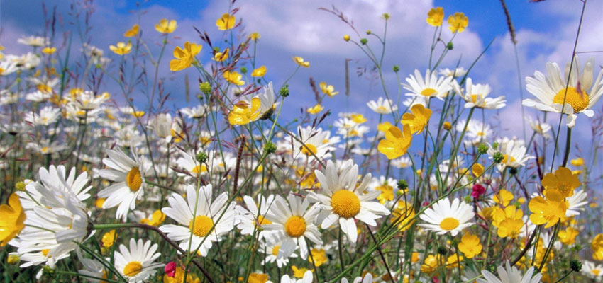 midsommar2.jpg