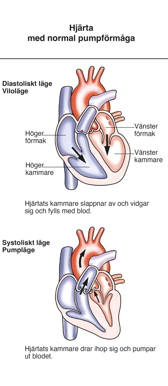 hjärta med normal pump.jpg