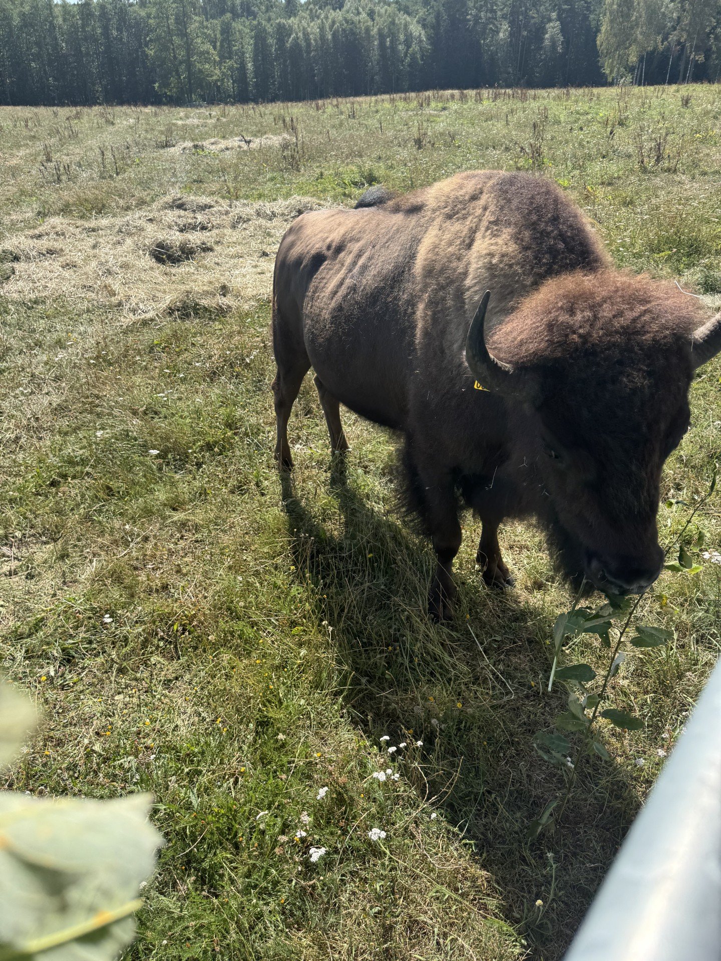 Bison_1.jpg