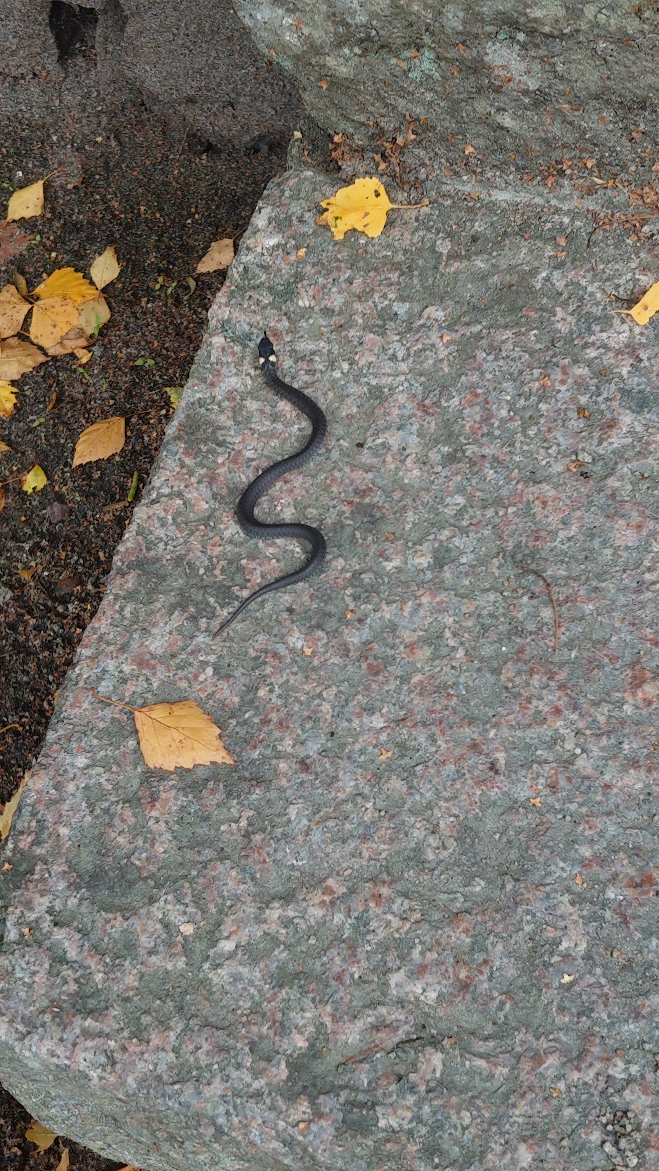 DSC_0466.JPG
