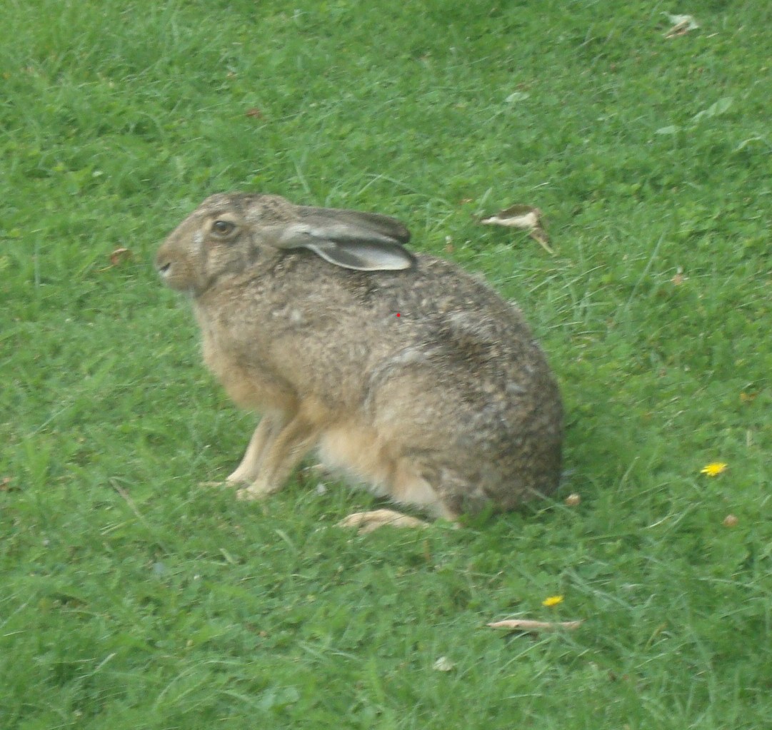DSC00666,2.jpg