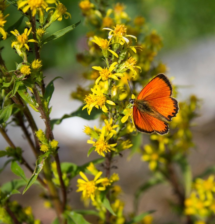 butterfly-7868085_1280 - kopia.jpg