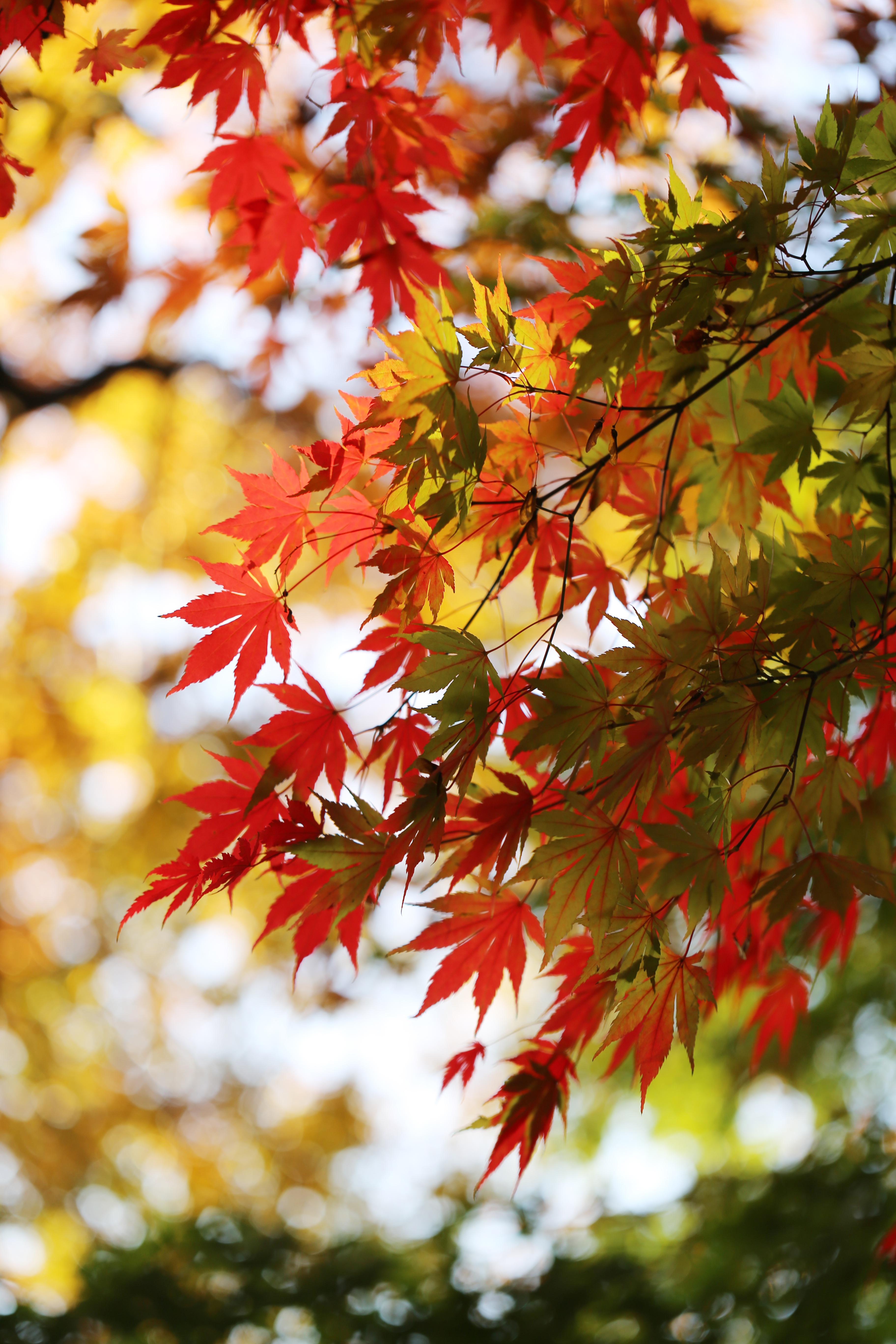 englishcityceo-maple-tree-6821690.jpg