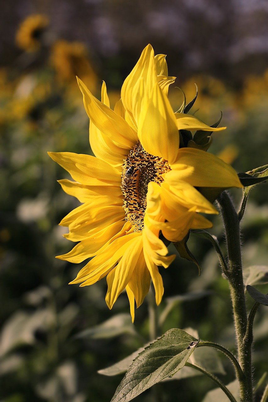 sunflower-4584290_1280.jpg