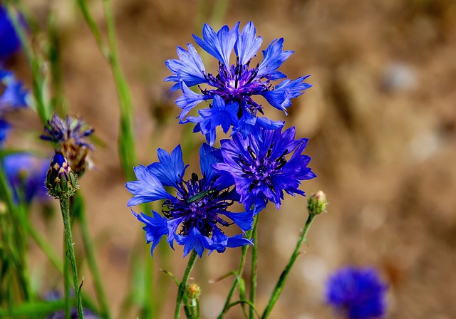 cornflower-5363275_640.jpg