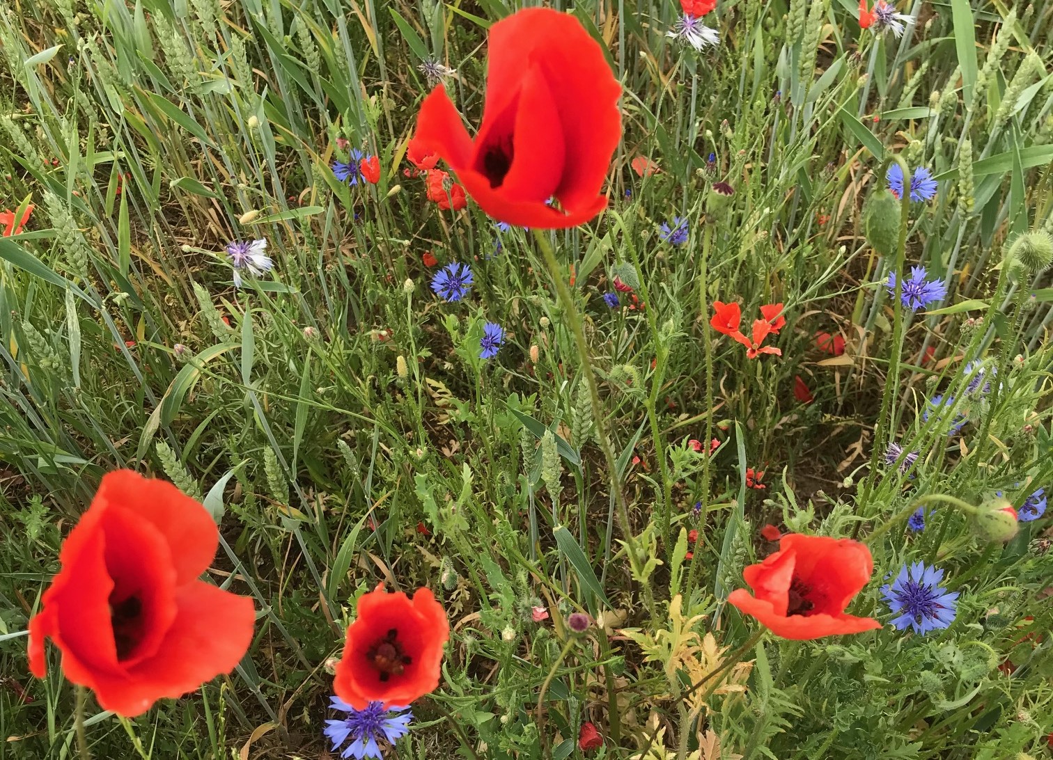 Sommarblommor 1.jpg